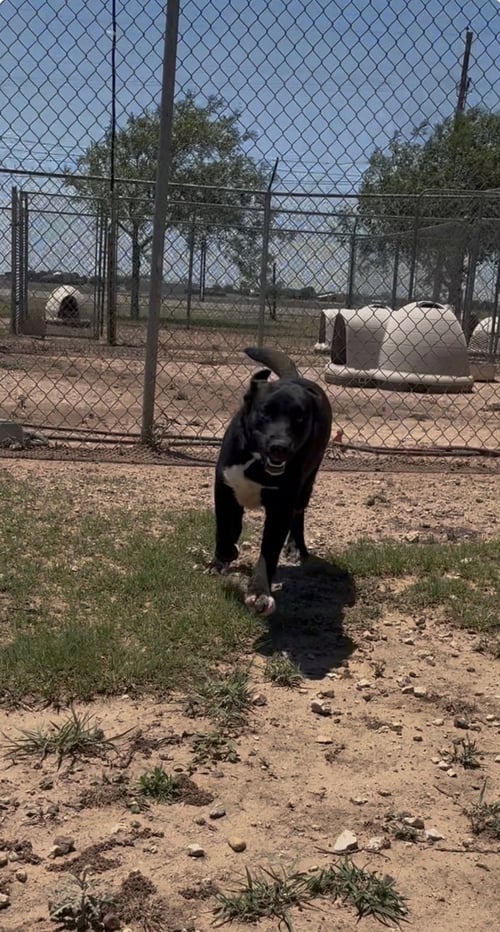 MAVERICK - Siberian Husky / Pit Bull Terrier available for adoption