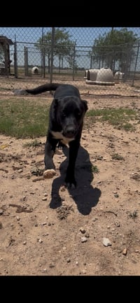 Maverick - Photo 1