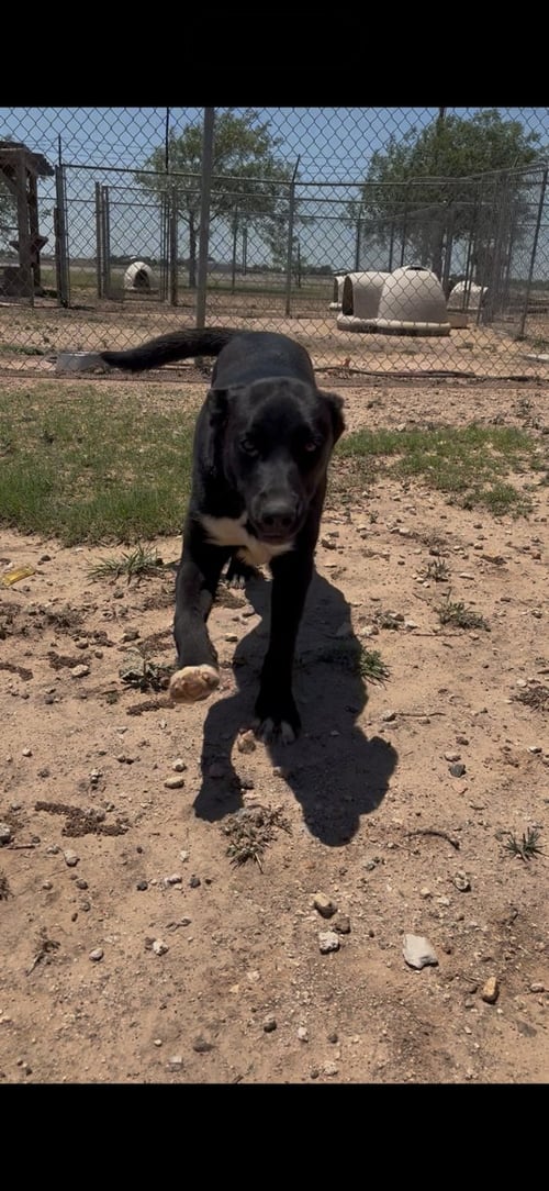 MAVERICK - Siberian Husky / Pit Bull Terrier available for adoption