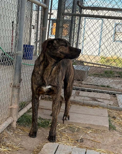 KRISS - Shepherd available for adoption