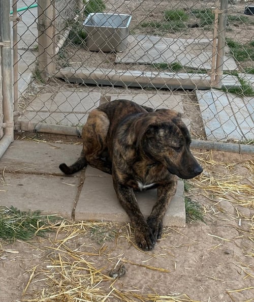 KRISS - Shepherd available for adoption