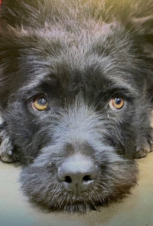 QUINN - Irish Wolfhound / Terrier available for adoption