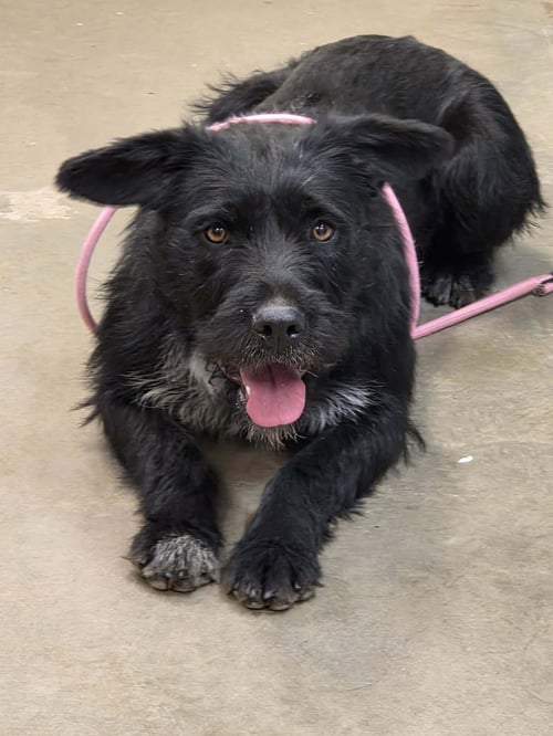 QUINN - Irish Wolfhound / Terrier available for adoption