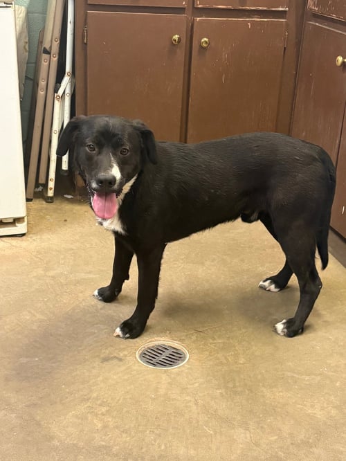 ACE - Labrador Retriever available for adoption