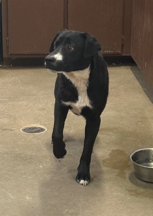 ACE - Labrador Retriever available for adoption