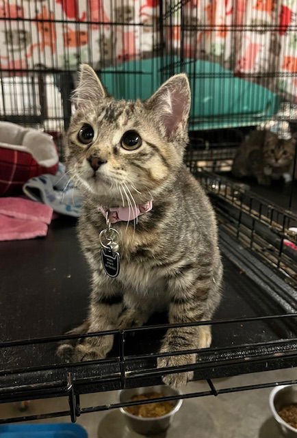 HOUDINI - Tabby available for adoption