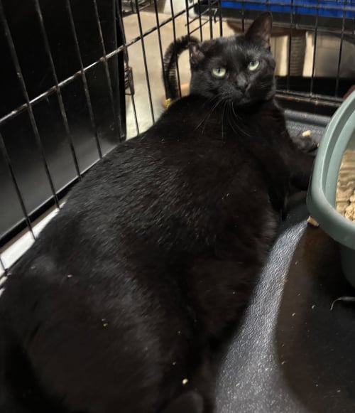VOOVOO - Domestic Medium Hair for adoption in Amarillo