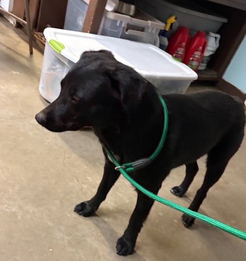 MURPHY - Labrador Retriever available for adoption