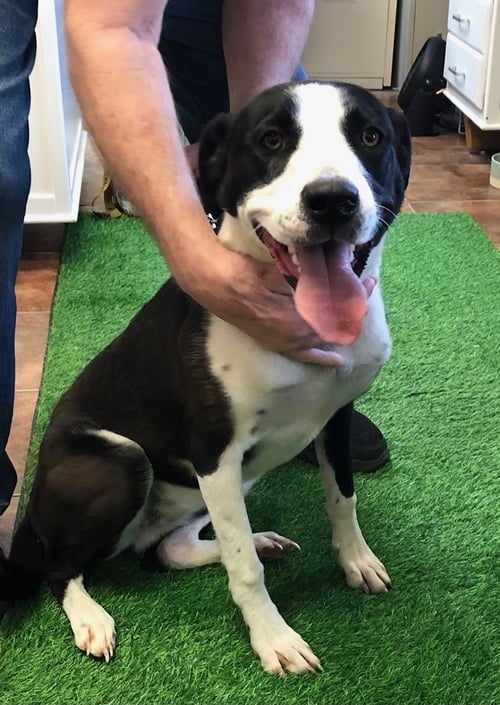 COOKIE - Labrador Retriever / Collie available for adoption
