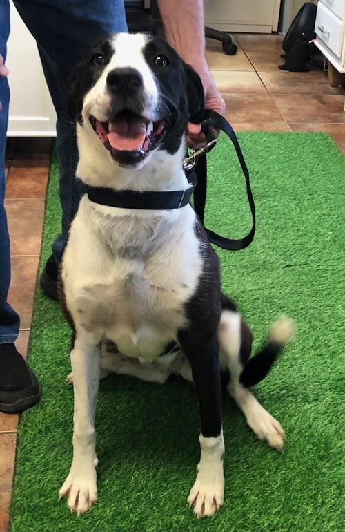 COOKIE - Labrador Retriever / Collie available for adoption