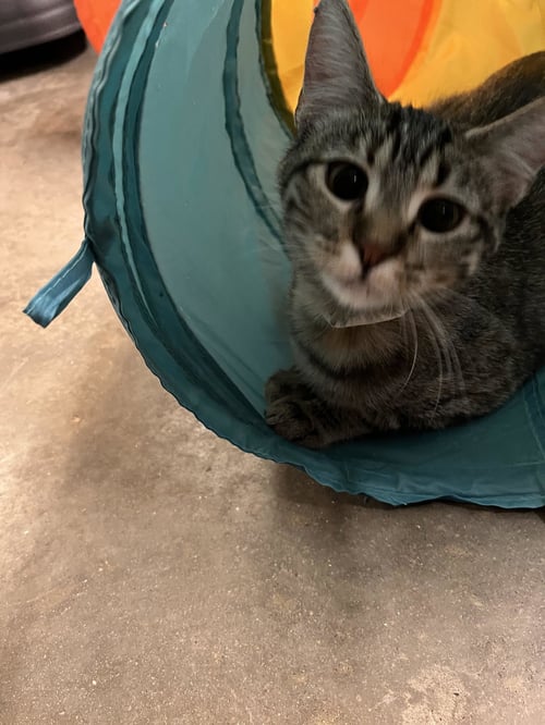 PETUNIA - Tabby for adoption in Amarillo