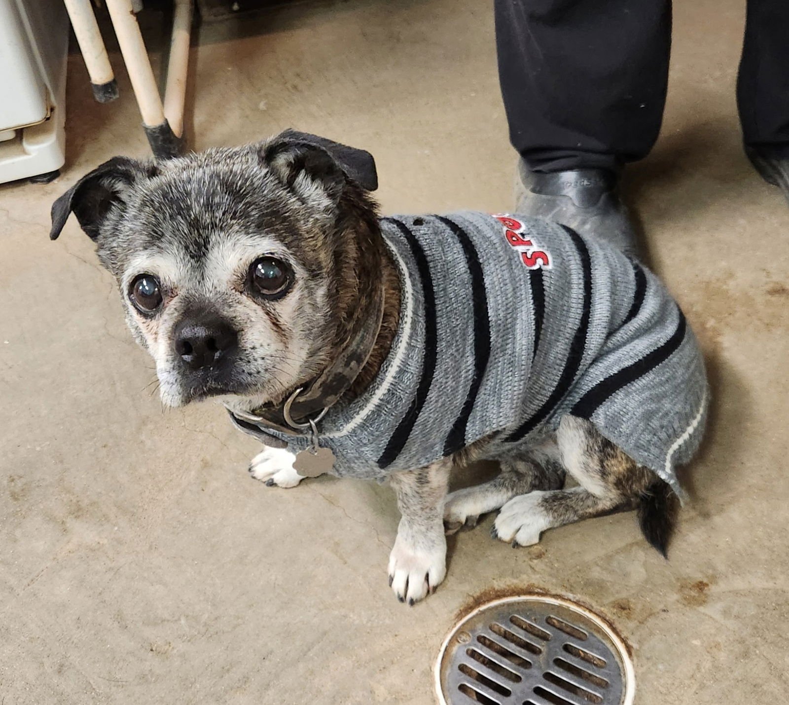 ITZY BITZY - Pug / Boston Terrier available for adoption