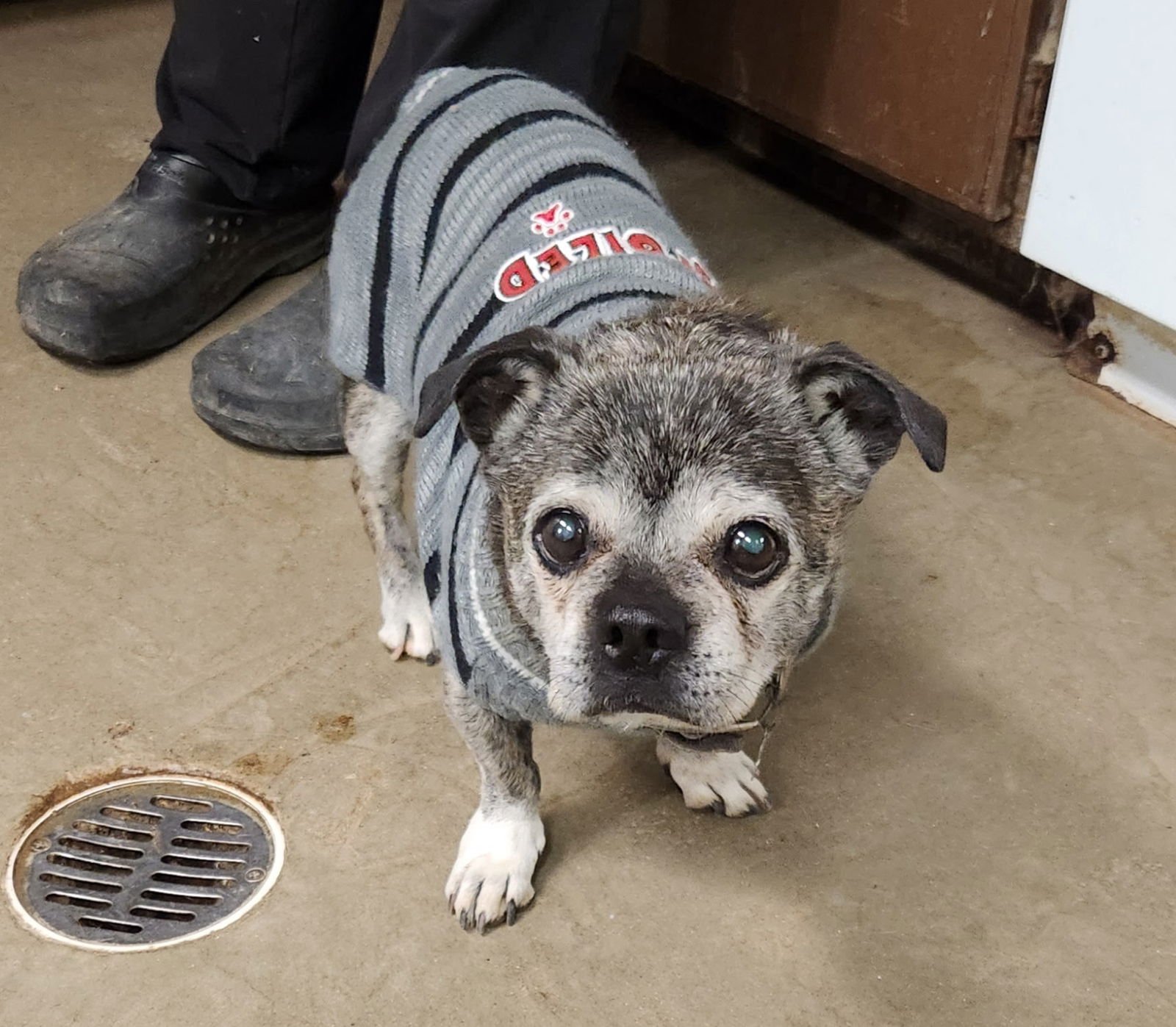 ITZY BITZY - Pug / Boston Terrier available for adoption