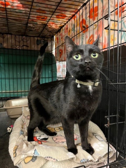 SPOOKY - Domestic Short Hair available for adoption