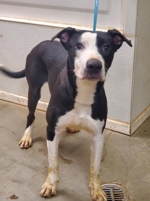 SIMON - Labrador Retriever available for adoption
