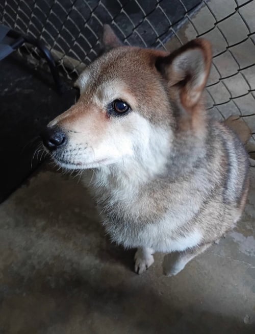 MONROE - Shiba Inu available for adoption