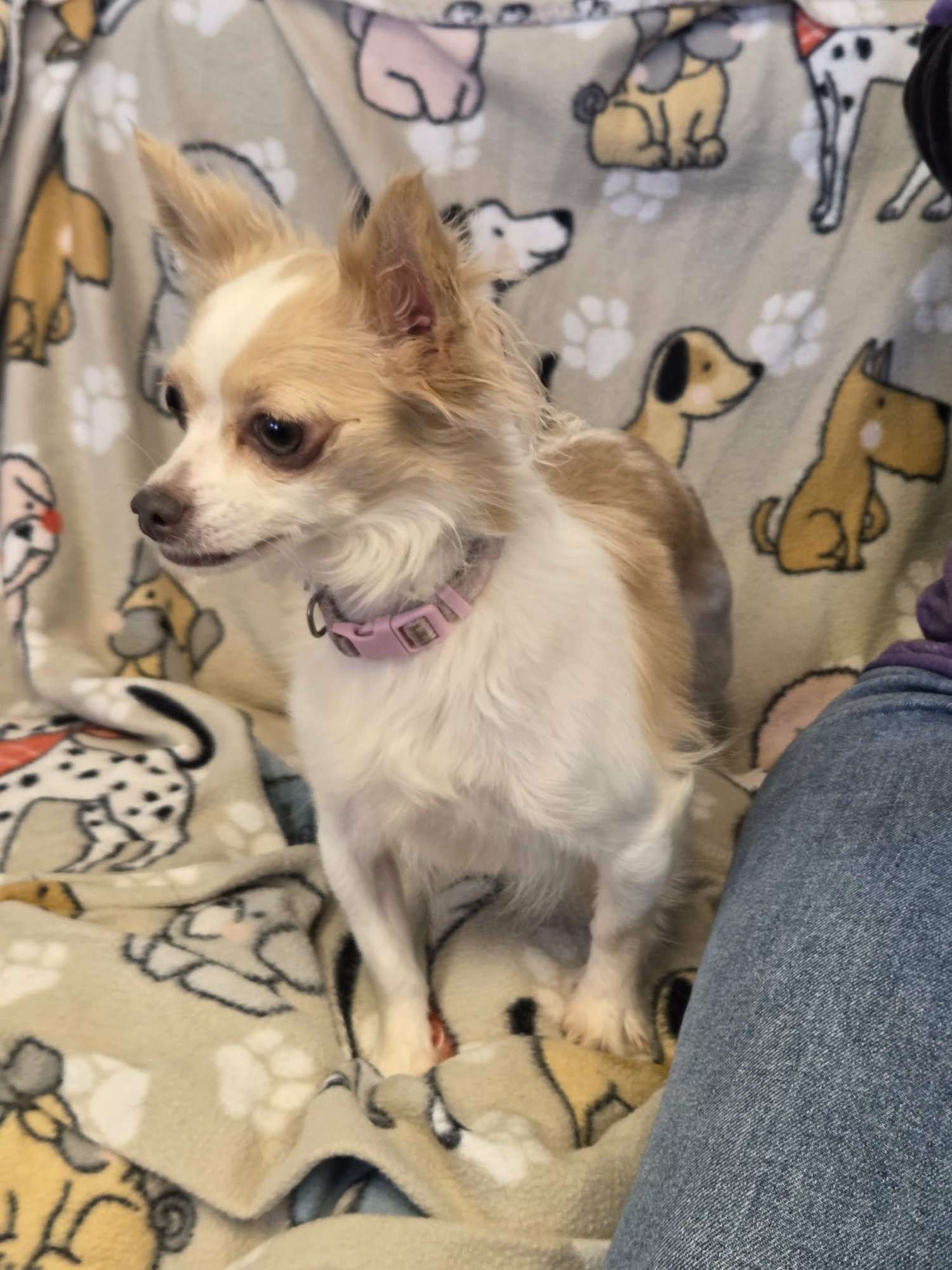 ANGEL - Chihuahua available for adoption