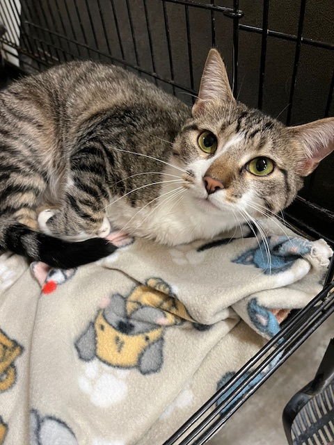 FUJI - Tabby available for adoption