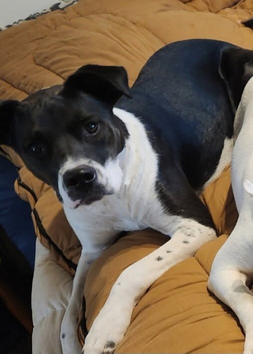 GHOST - Australian Cattle Dog/Blue Heeler / Pit Bull Terrier available for adoption