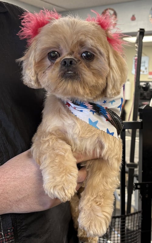 PENELOPE