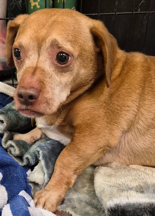 PUGGIE - Chihuahua / Dachshund available for adoption