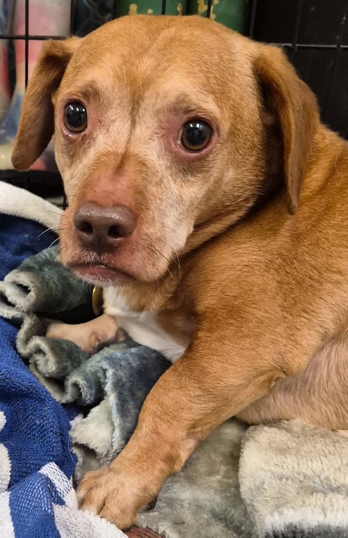 PUGGIE - Chihuahua / Dachshund available for adoption