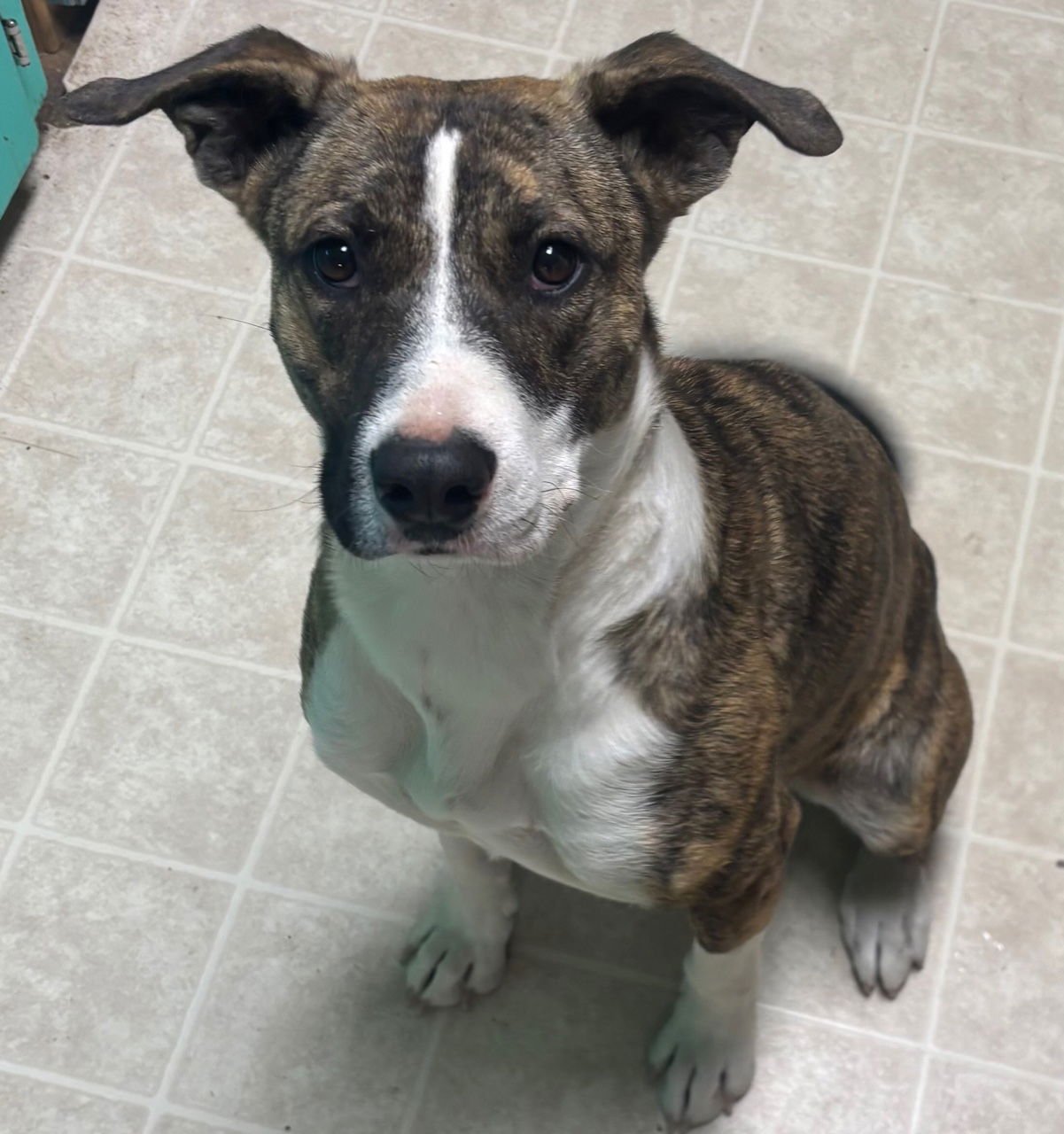 EVIE - American Staffordshire Terrier / Black Mouth Cur available for adoption