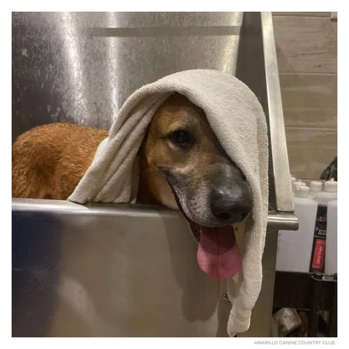 CAPONE - Shepherd available for adoption