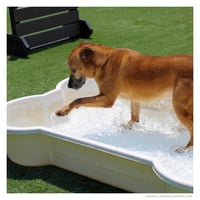 Capone - Photo 4