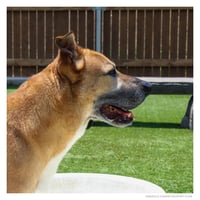 Capone - Photo 3