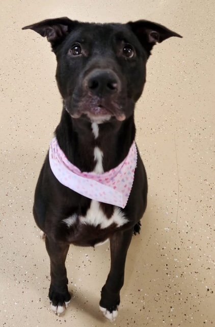 MR. HEART - Labrador Retriever / Pit Bull Terrier available for adoption