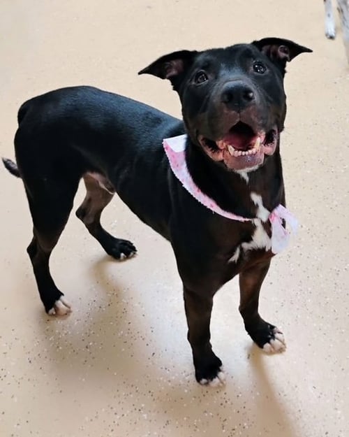 MR. HEART - Labrador Retriever / Pit Bull Terrier available for adoption
