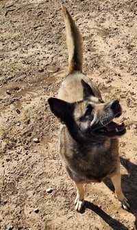 Bella - Photo 2