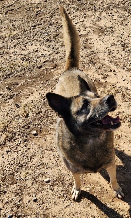 BELLA - Shepherd available for adoption