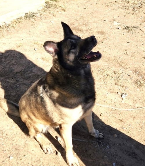 BELLA - Shepherd available for adoption