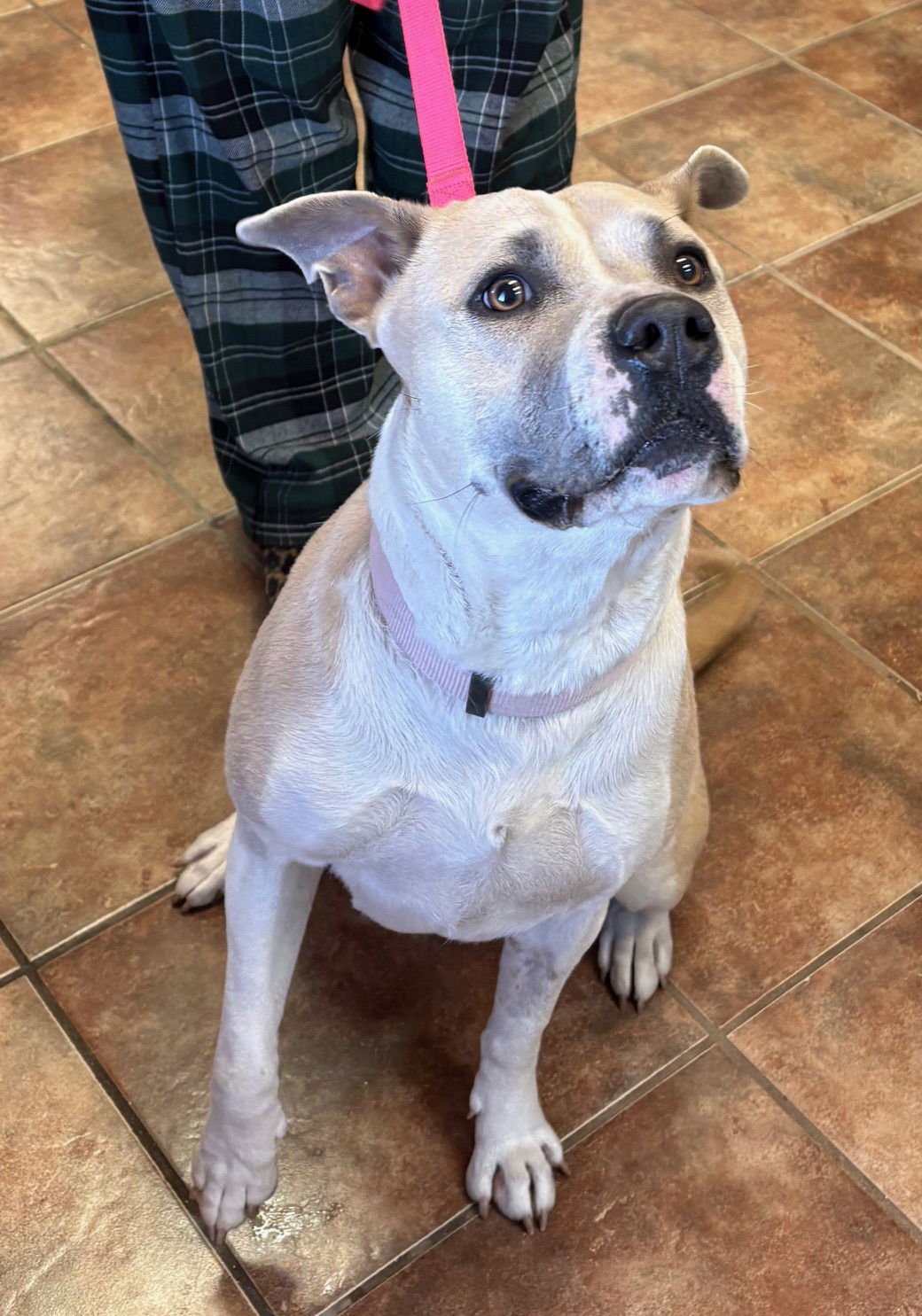 TINA - Labrador Retriever / Pit Bull Terrier available for adoption