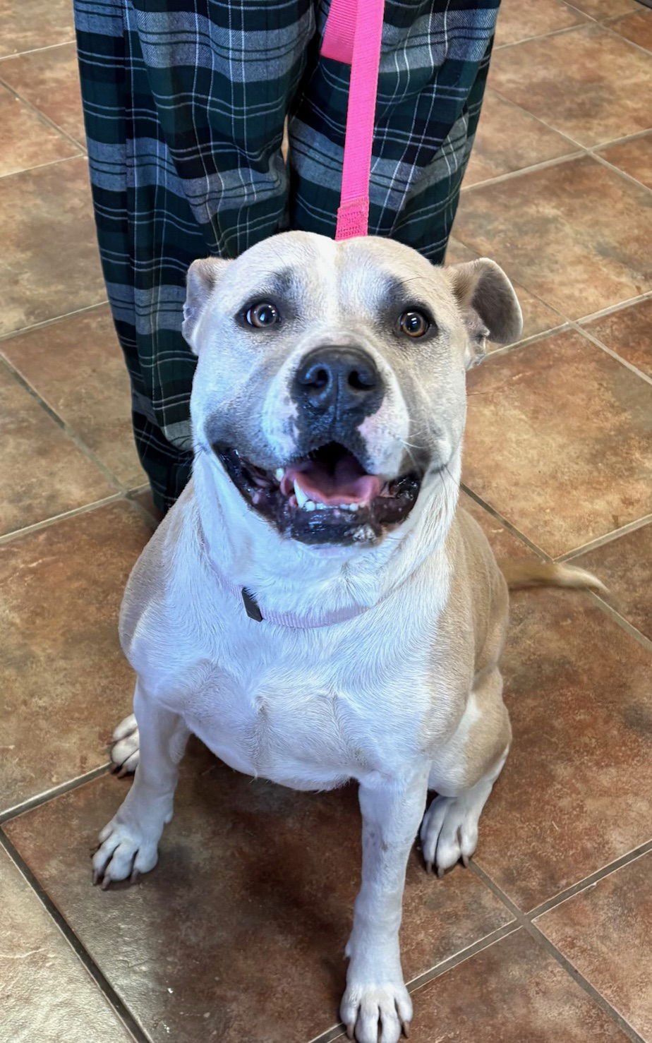 TINA - Labrador Retriever / Pit Bull Terrier available for adoption