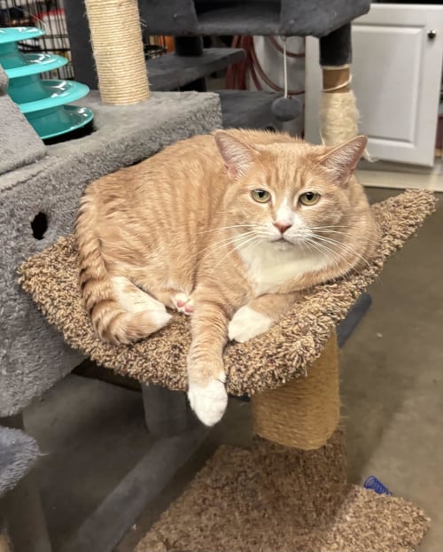 RIPLEY - Domestic Short Hair available for adoption
