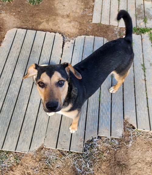 JAX - Shepherd / Husky available for adoption