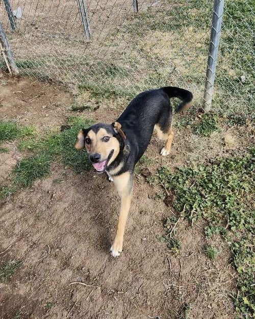 JAX - Shepherd / Husky available for adoption