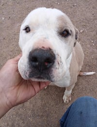 Sadie - Photo 1