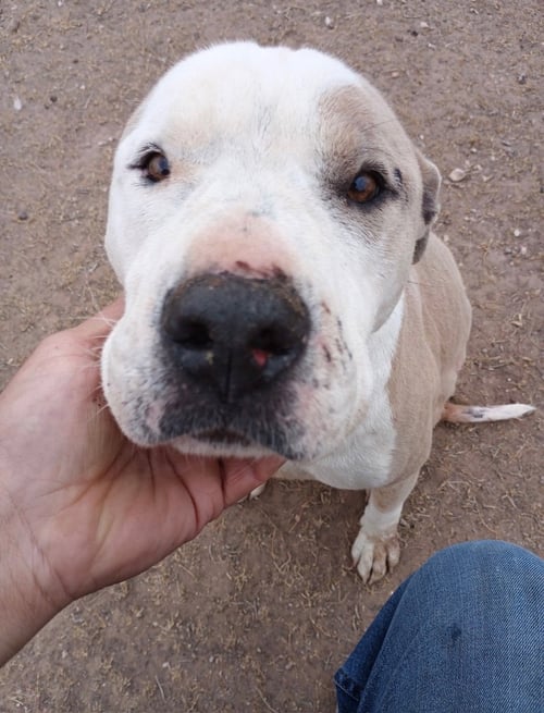 SADIE - Pit Bull Terrier available for adoption