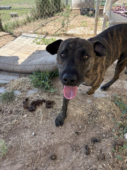 ROWAN - Pit Bull Terrier available for adoption