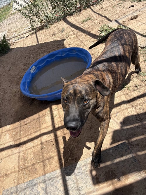 ROWAN - Pit Bull Terrier available for adoption