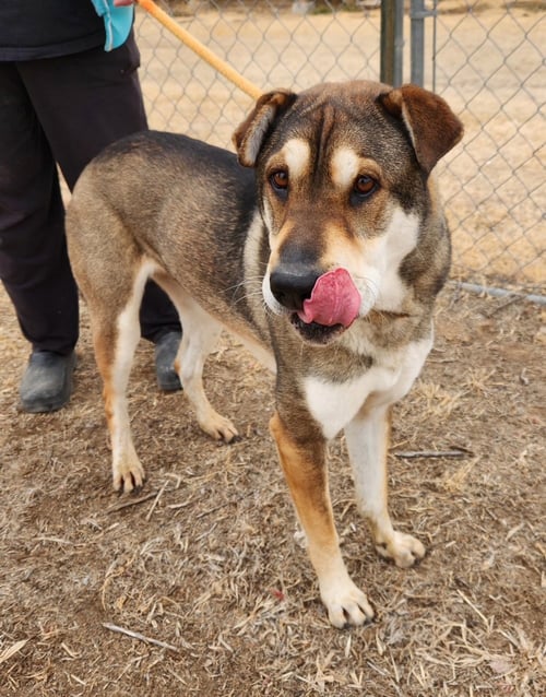 WRIGLEY - Shar Pei available for adoption