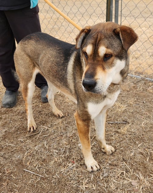 WRIGLEY - Shar Pei available for adoption