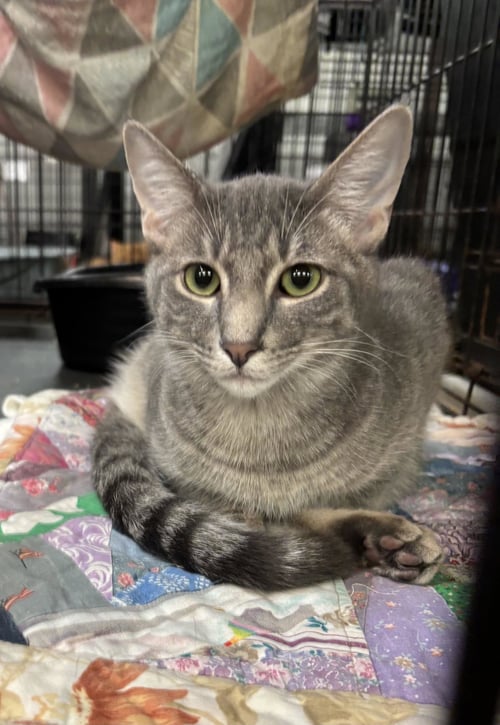 ALFALFA - Tabby for adoption in Amarillo