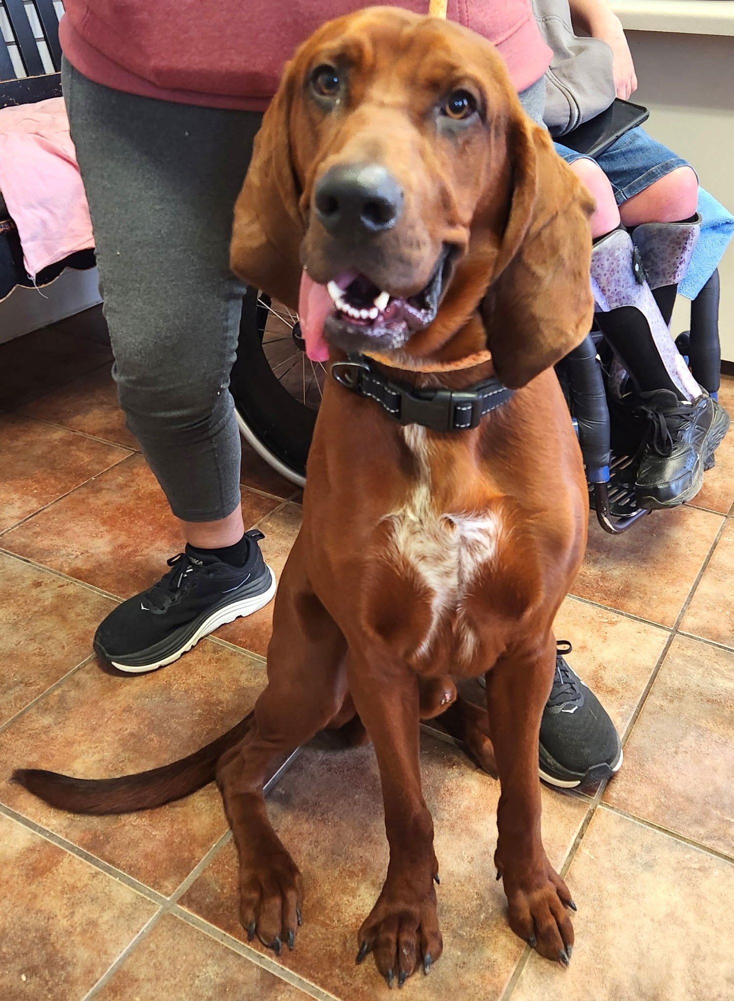 COPPER - Redbone Coonhound available for adoption