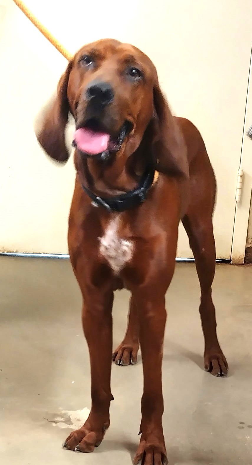 COPPER - Redbone Coonhound available for adoption