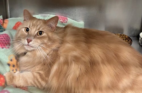 JAXSON - Tabby available for adoption